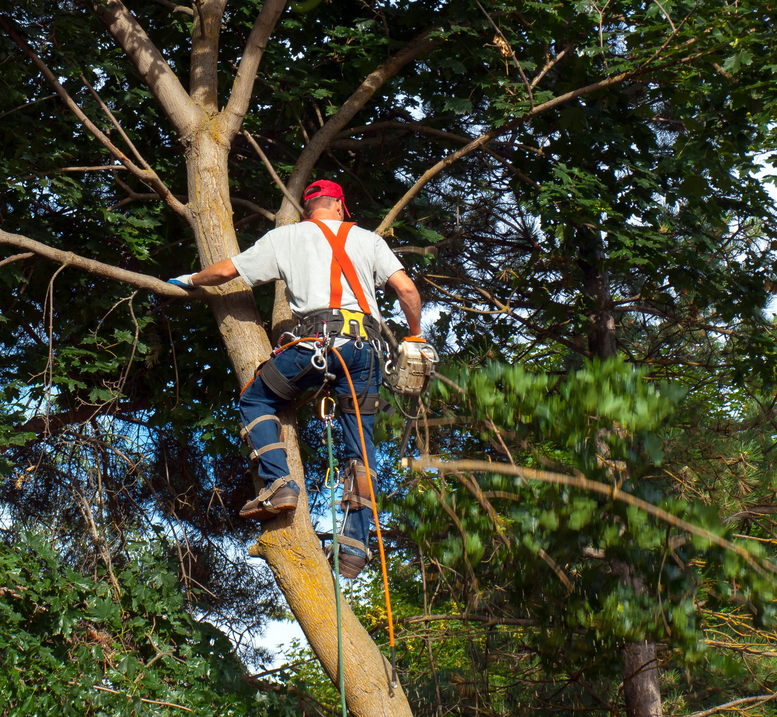How to Choose a Reliable Local Tree Service in Manassas for Your Property