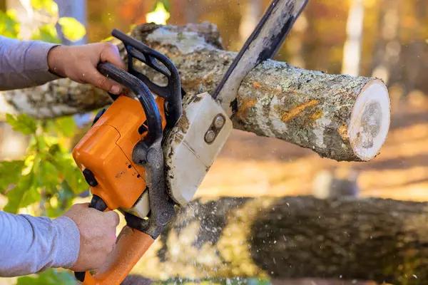 Local Springfield Tree Removal Services for Any Size Job
