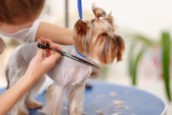 Premium Mobile Dog Grooming by Shampoochi Day Spa Mobile Grooming