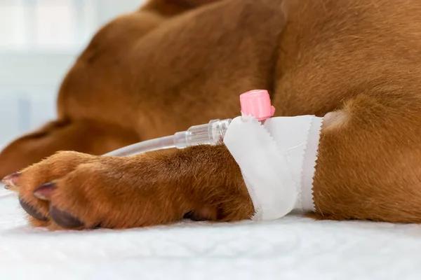 IV Hydration Therapy Vienna Treatments That Fit Active Urban Lifestyles