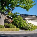 Professional Tree Removal Mobile for a Cleaner and Safer Property