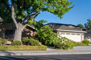 Professional Tree Removal Mobile for a Cleaner and Safer Property